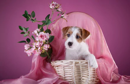 Animal Sealyham Terrier HD Desktop Wallpaper | Background Image