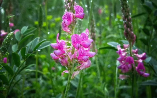 nature pink flower flower HD Desktop Wallpaper | Background Image