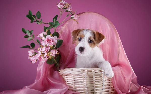 Animal Sealyham Terrier HD Desktop Wallpaper | Background Image