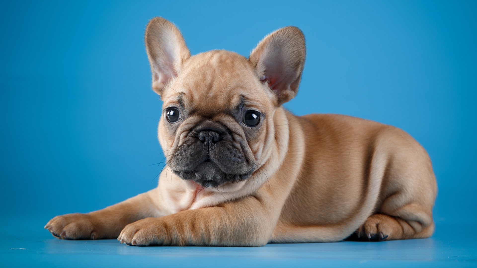 French Bulldog HD Wallpaper | Background Image | 1920x1080 | ID:863093