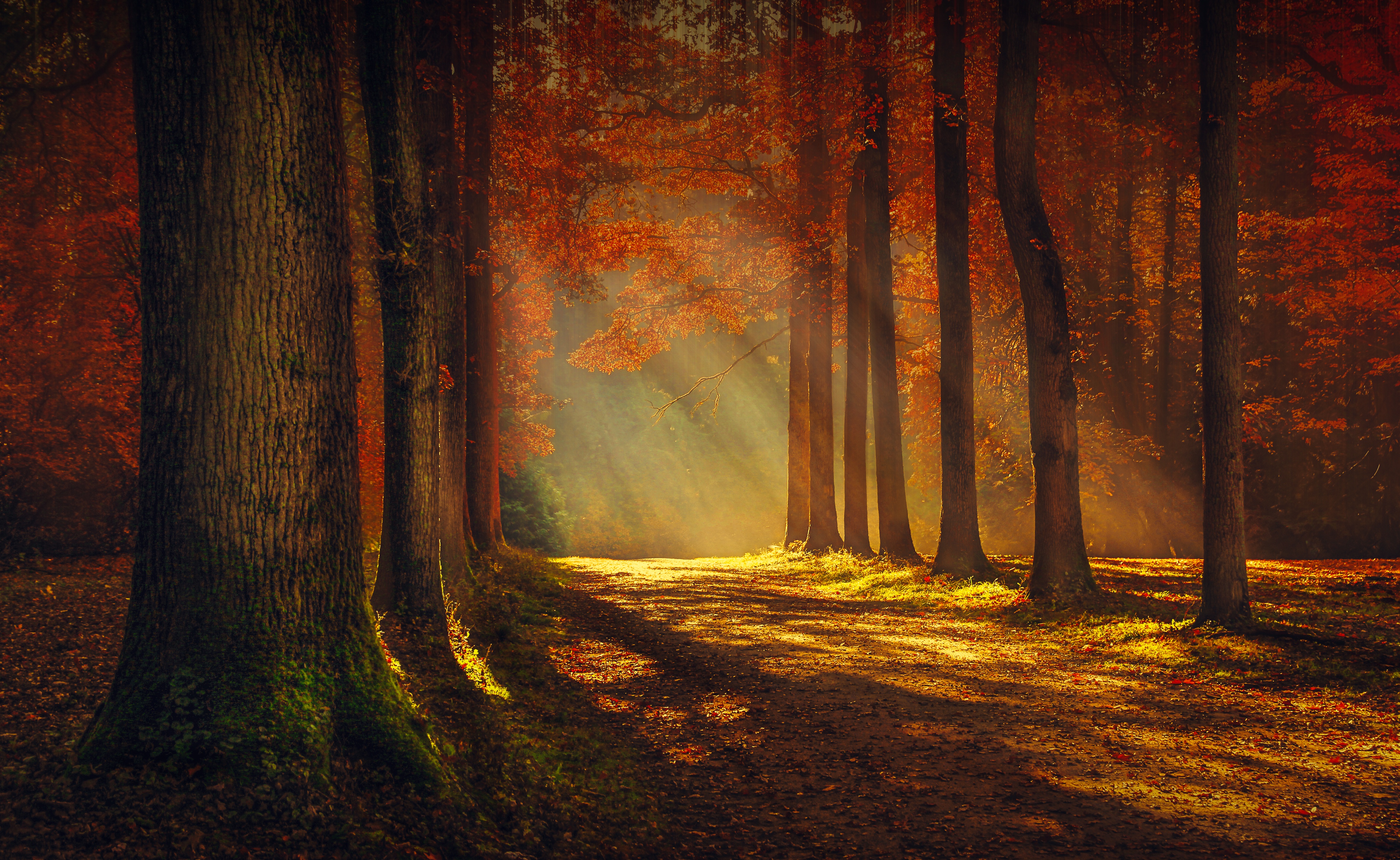 Fall 4k Ultra HD Wallpaper Background Image 4752x2920