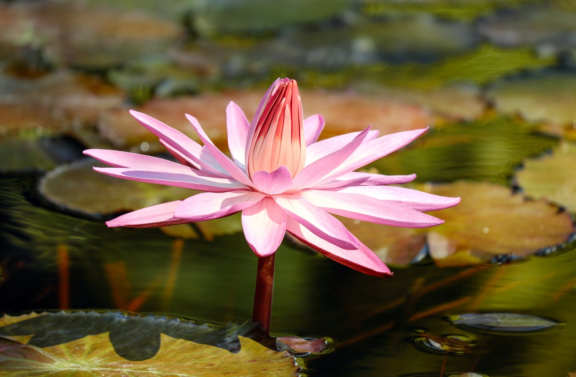 Download Pink Flower Flower Nature Lily Pad Water Lily 4k Ultra HD Wallpaper by Couleur