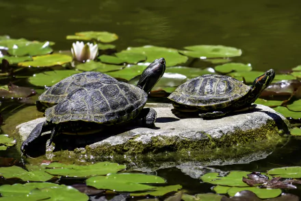 Two turtles rest on a rock surrounded by lily pads in a pond, captured in a high-definition desktop wallpaper image.