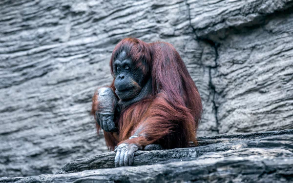 HD desktop wallpaper featuring a contemplative orangutan primate resting on rocky terrain, showcasing its rich reddish fur against a textured stone background.