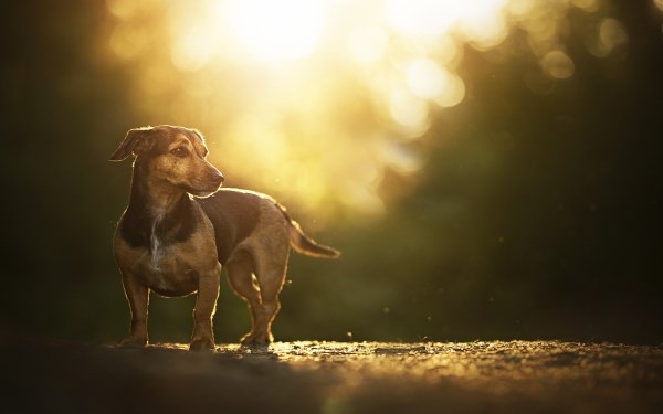 Animal Dachshund Dogs Dog Bokeh HD Wallpaper | Background Image