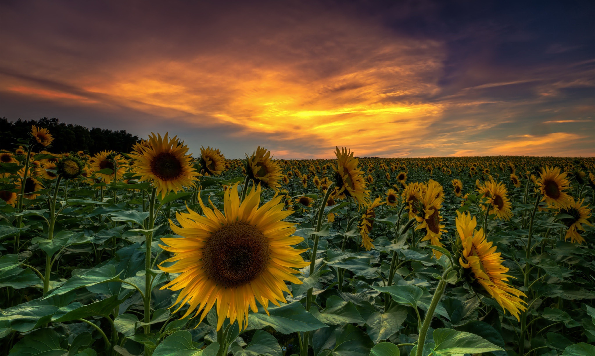 Nature Sunflower Hd Wallpaper