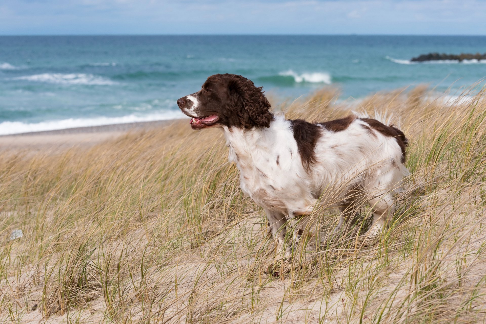 Download Sand Beach Depth Of Field Dog Animal Cocker Spaniel 4k Ultra