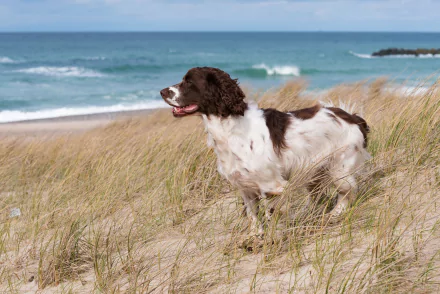 A brown and white cocker spaniel stands on sandy beach grass with ocean waves in the background, captured in sharp depth of field in this 4K Ultra HD desktop wallpaper.