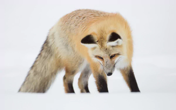  Red Fox in Yellowstone National Park by skeeze