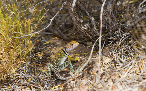Collared lizard reptile with green and yellow markings among dry desert brush — high-resolution 5K Ultra HD PC desktop wallpaper/background.