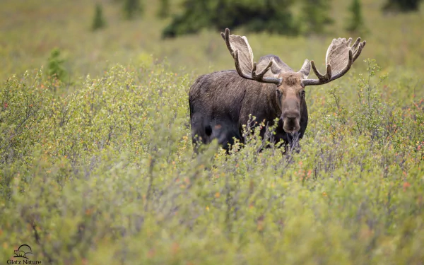 HD desktop wallpaper of a moose staring directly, standing amidst lush green vegetation in a natural outdoor setting.