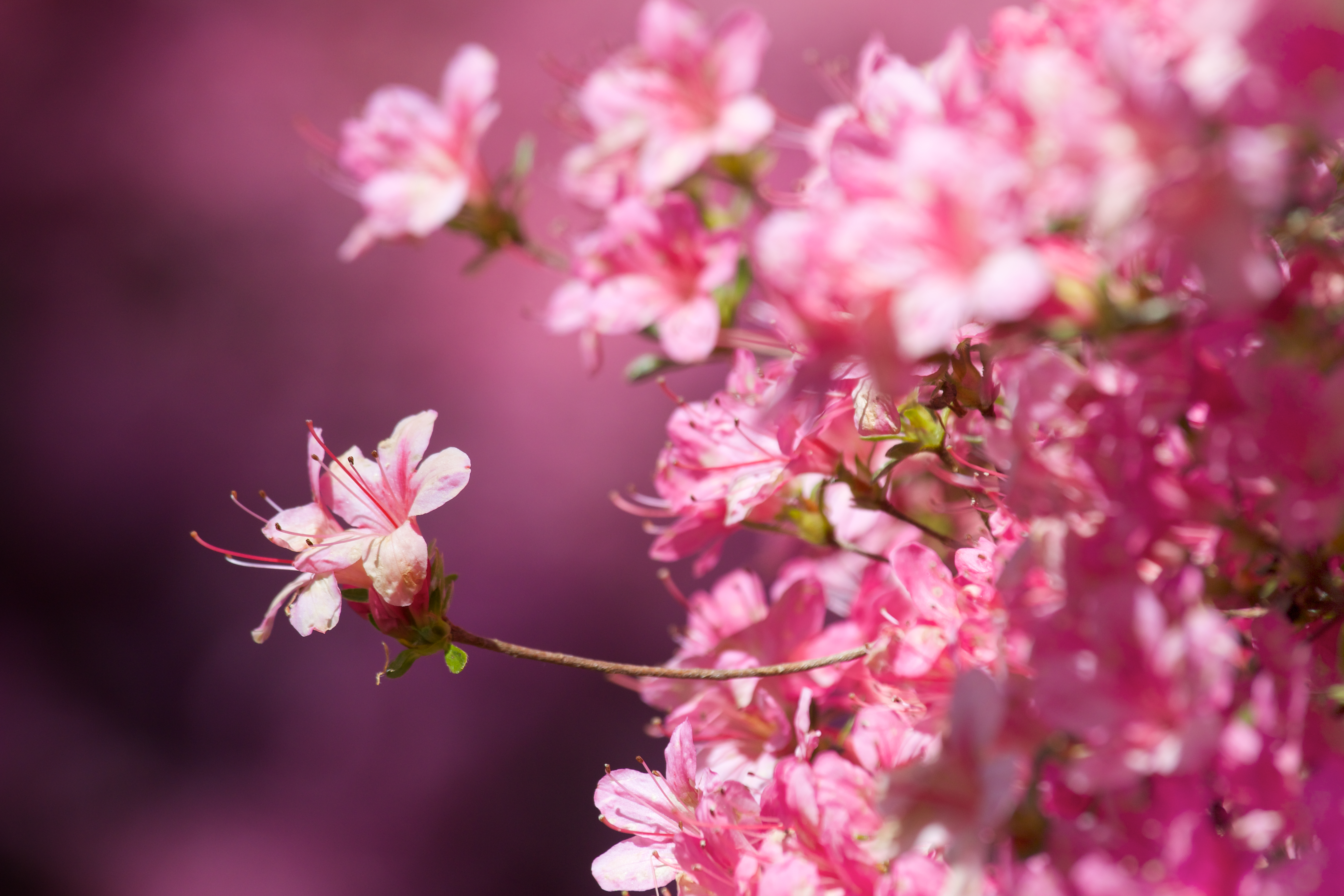 Hãy chiêm ngưỡng vẻ đẹp tuyệt vời của hoa anh đào 4k trong bức tranh tuyệt đẹp này. Màu hồng pastel nhẹ nhàng và độ phân giải cao sẽ khiến bạn cảm thấy như mình đang đứng dưới tàn anh đào đang rơi rụng trên con đường đầy hoa lá.