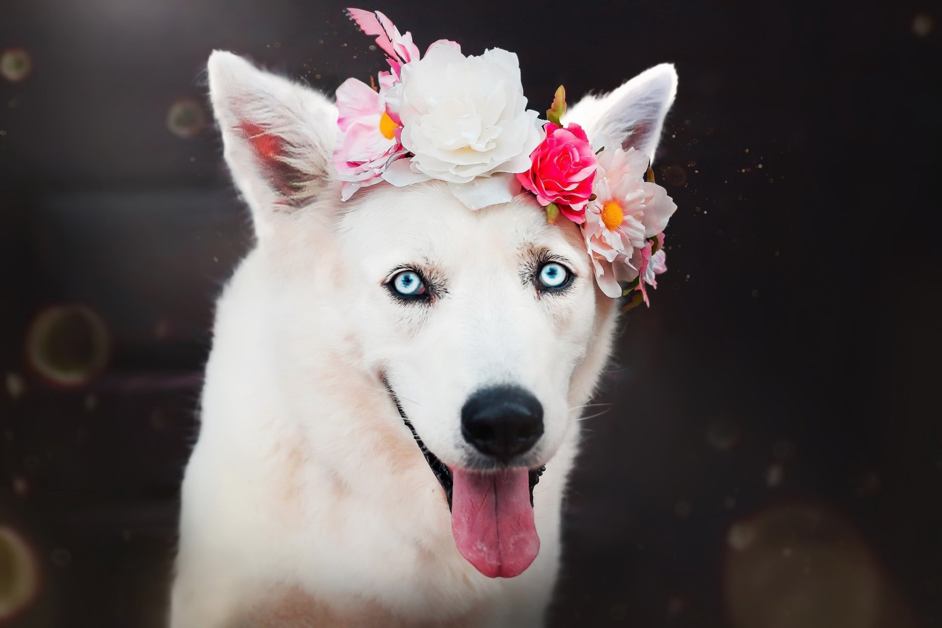 Download Wreath Muzzle Animal Dog HD Wallpaper