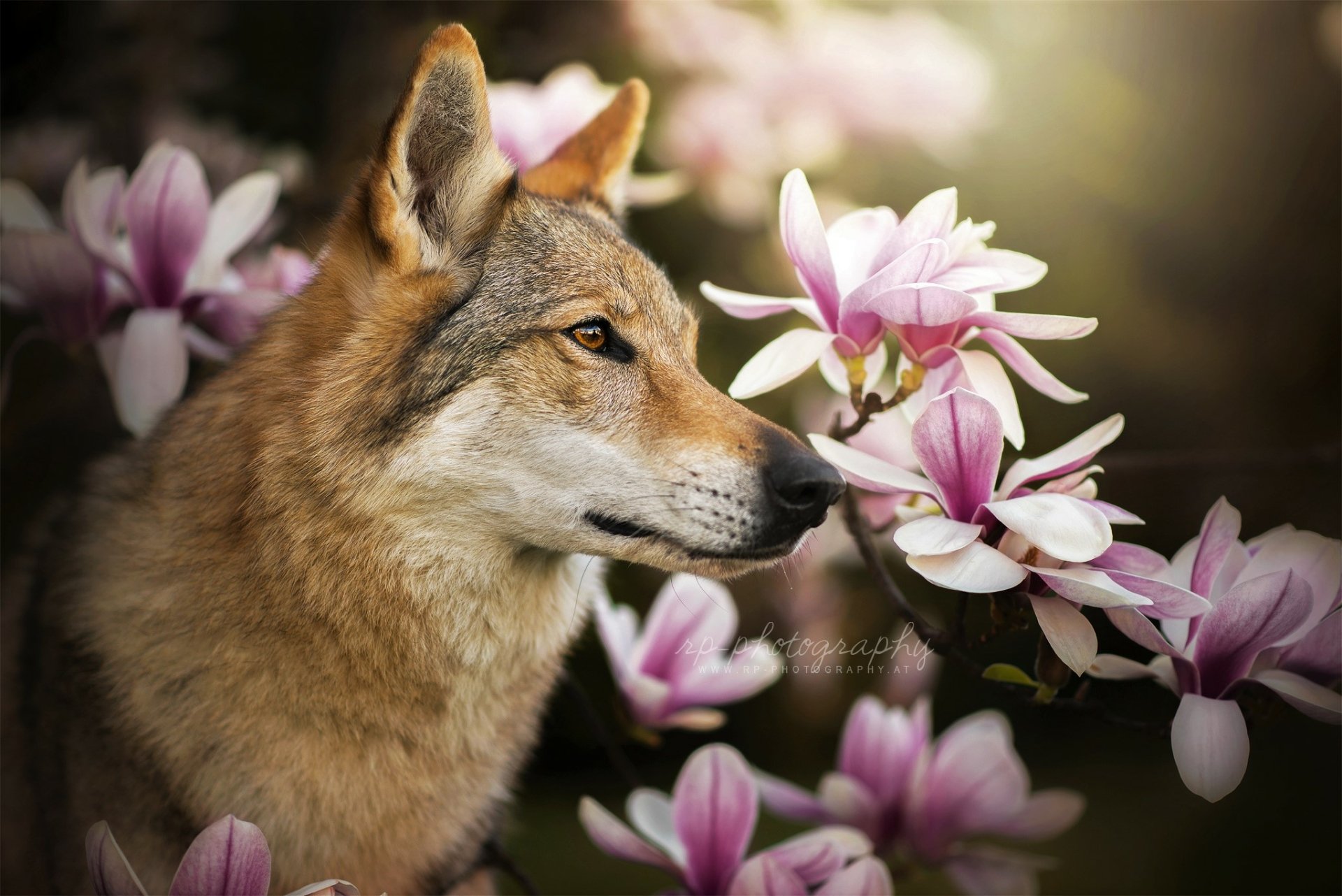 A Czechoslovakian wolfdog gently sniffs pink flowers, captured in a high-definition desktop wallpaper blending natural beauty with the wild essence of the wolfdog.