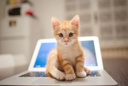 A cute orange kitten sits on an open laptop. This HD desktop wallpaper and background features a baby animal, capturing an endearing moment with a cat.