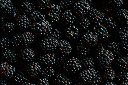 fruit berry food blackberry HD Desktop Wallpaper | Background Image