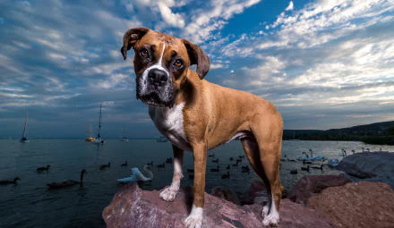 HD PC desktop wallpaper/background: Boxer dog stares at camera on rocky shore with sailboats under a dramatic cloud-filled sky — animal portrait.