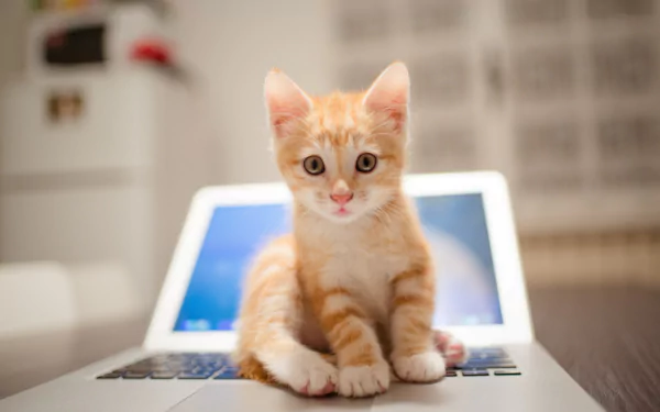 A cute orange kitten sits on an open laptop. This HD desktop wallpaper and background features a baby animal, capturing an endearing moment with a cat.