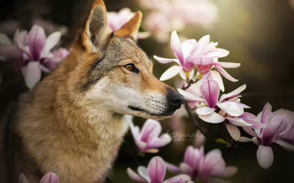 A Czechoslovakian wolfdog gently sniffs pink flowers, captured in a high-definition desktop wallpaper blending natural beauty with the wild essence of the wolfdog.