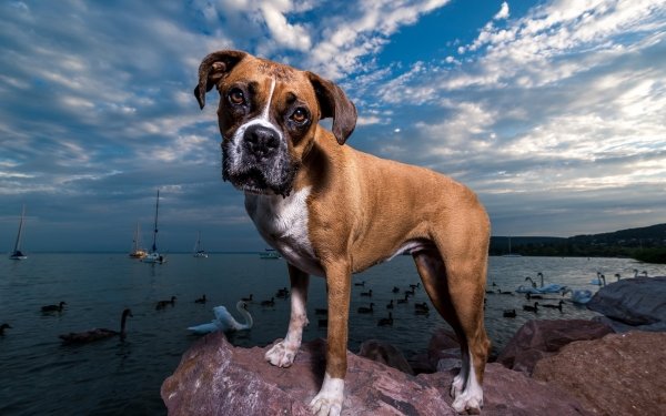 Animal Boxer Dogs Dog Pet Stare HD Wallpaper | Background Image
