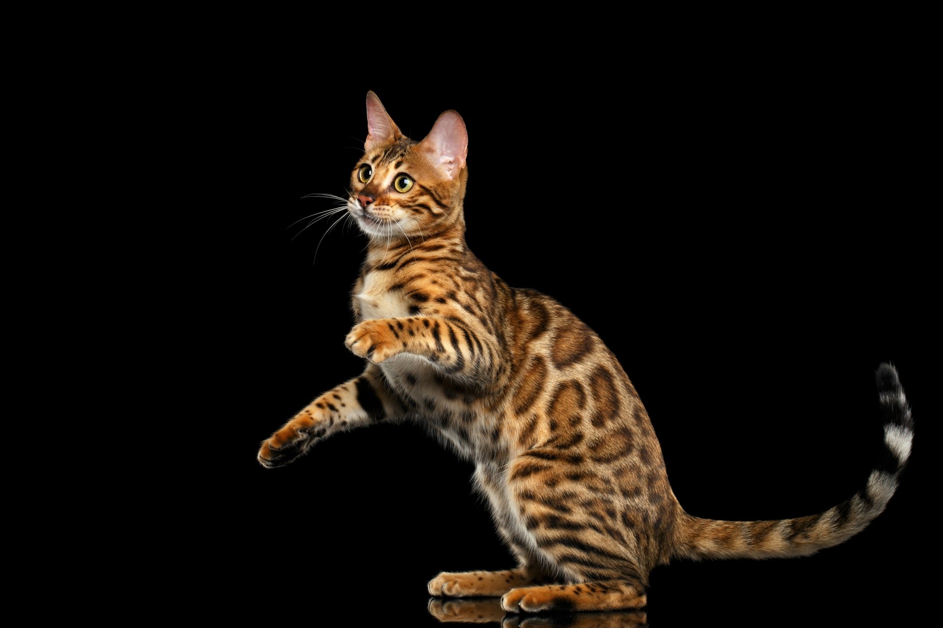 Download Brown Cat Animal Bengal Cat 4k Ultra HD Wallpaper
