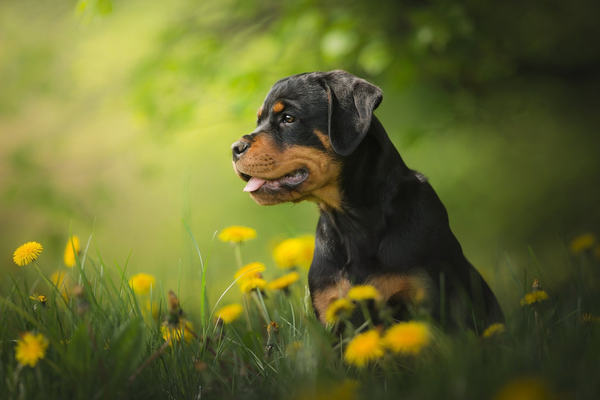 A HD desktop wallpaper featuring a cute Rottweiler puppy sitting amidst vibrant yellow dandelions in a lush green field. The background depicts a serene and natural springtime setting.