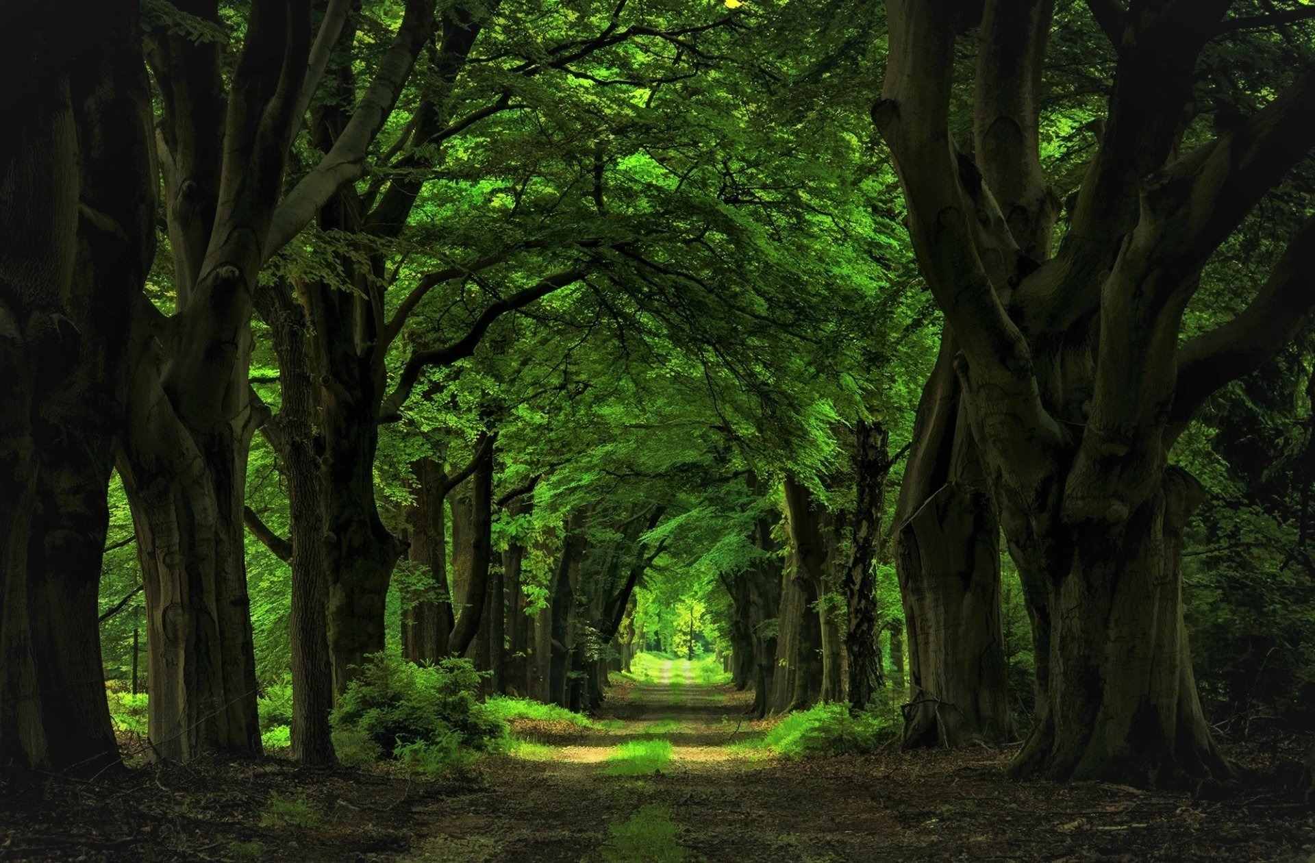 Download Green Canopy Tree Forest Dirt Road Nature Path HD Wallpaper