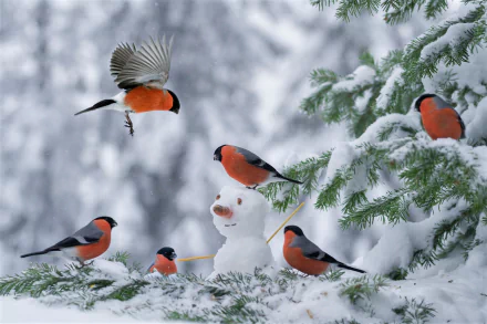  Bullfinches in Snow-Covered Tree