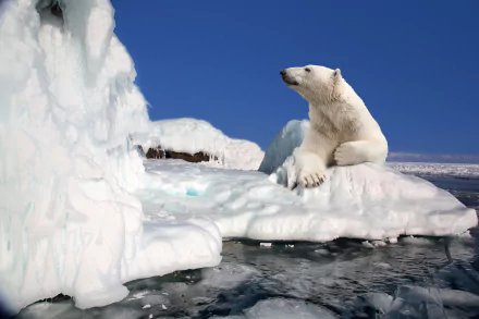 A polar bear rests on a floe beneath a clear blue sky, captured in sharp detail for a 4K Ultra HD PC desktop wallpaper.