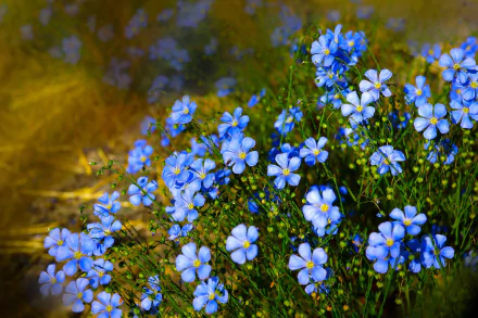 HD desktop wallpaper featuring a close-up of vibrant blue forget-me-not flowers in nature with green foliage and a softly blurred background.