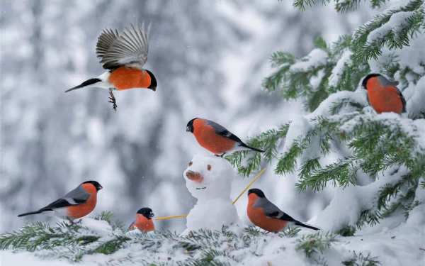 A winter HD desktop wallpaper featuring a snowman surrounded by several vibrant bullfinch birds perched on snow-covered branches.