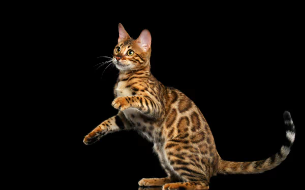 brown cat Animal bengal cat HD Desktop Wallpaper | Background Image