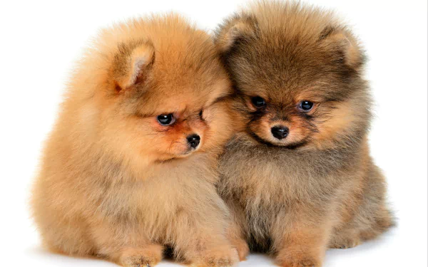 Two fluffy, cute baby Spitz puppies sit closely together against a white background in this high-resolution 4K Ultra HD image.