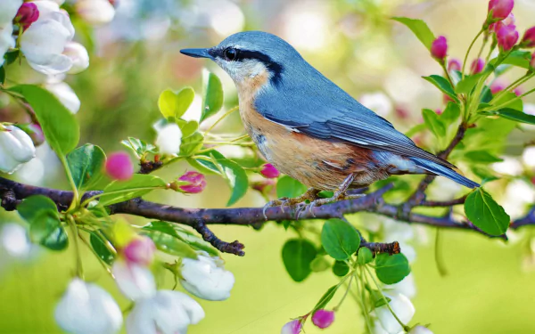 branch spring blue red-breasted nuthatch bird Animal nuthatch HD Desktop Wallpaper | Background Image