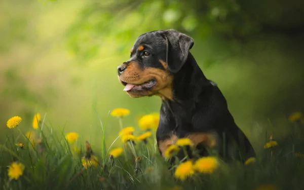 A HD desktop wallpaper featuring a cute Rottweiler puppy sitting amidst vibrant yellow dandelions in a lush green field. The background depicts a serene and natural springtime setting.