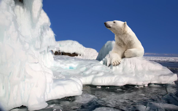A polar bear rests on a floe beneath a clear blue sky, captured in sharp detail for a 4K Ultra HD PC desktop wallpaper.