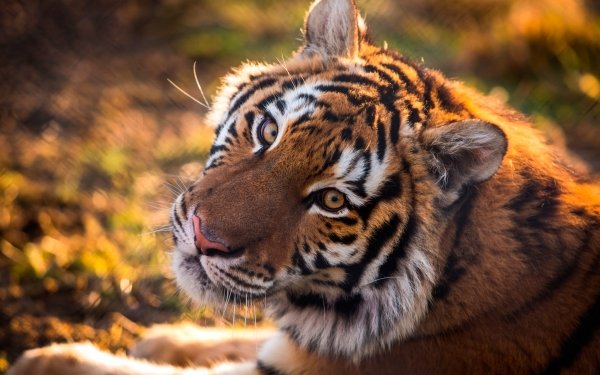 Animal Tiger Cats Stare HD Wallpaper | Background Image