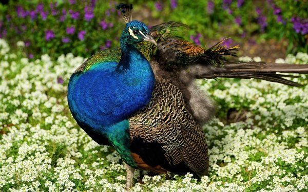 Animal Peacock Birds Bird Colorful Flower HD Wallpaper | Background Image