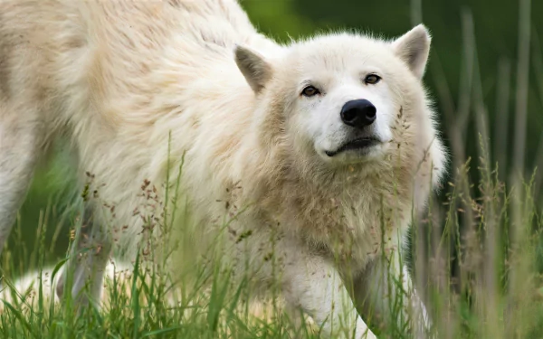 white wolf Animal wolf HD Desktop Wallpaper | Background Image