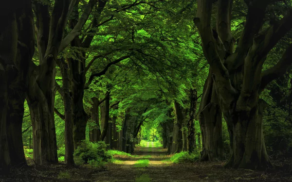 A vibrant green forest canopy arches over a dirt road path, creating a serene natural tunnel in this HD PC desktop wallpaper.