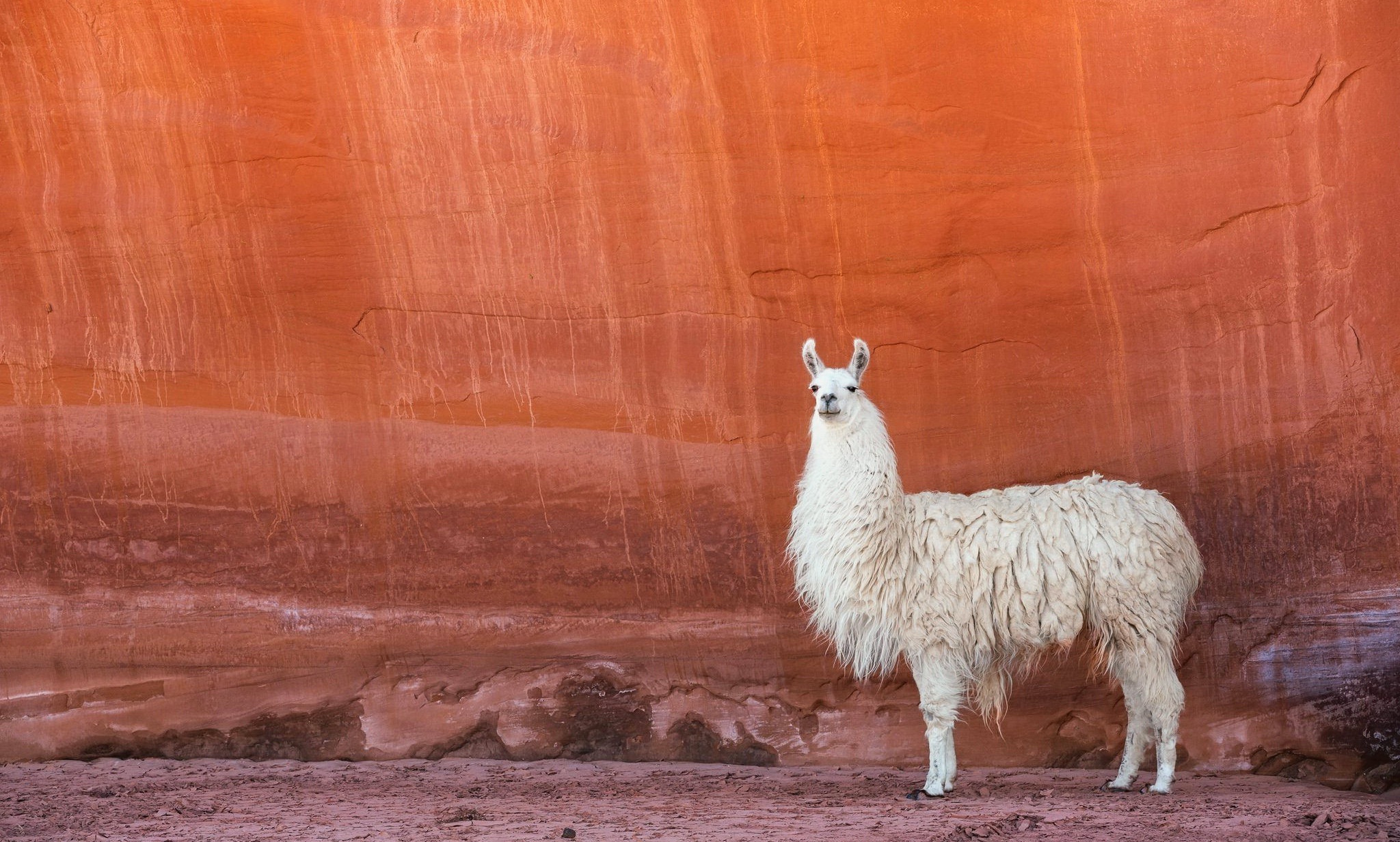 For the Love of Llamas! 10 Cutesy Llama iPhone Wallpapers | The Review Wire