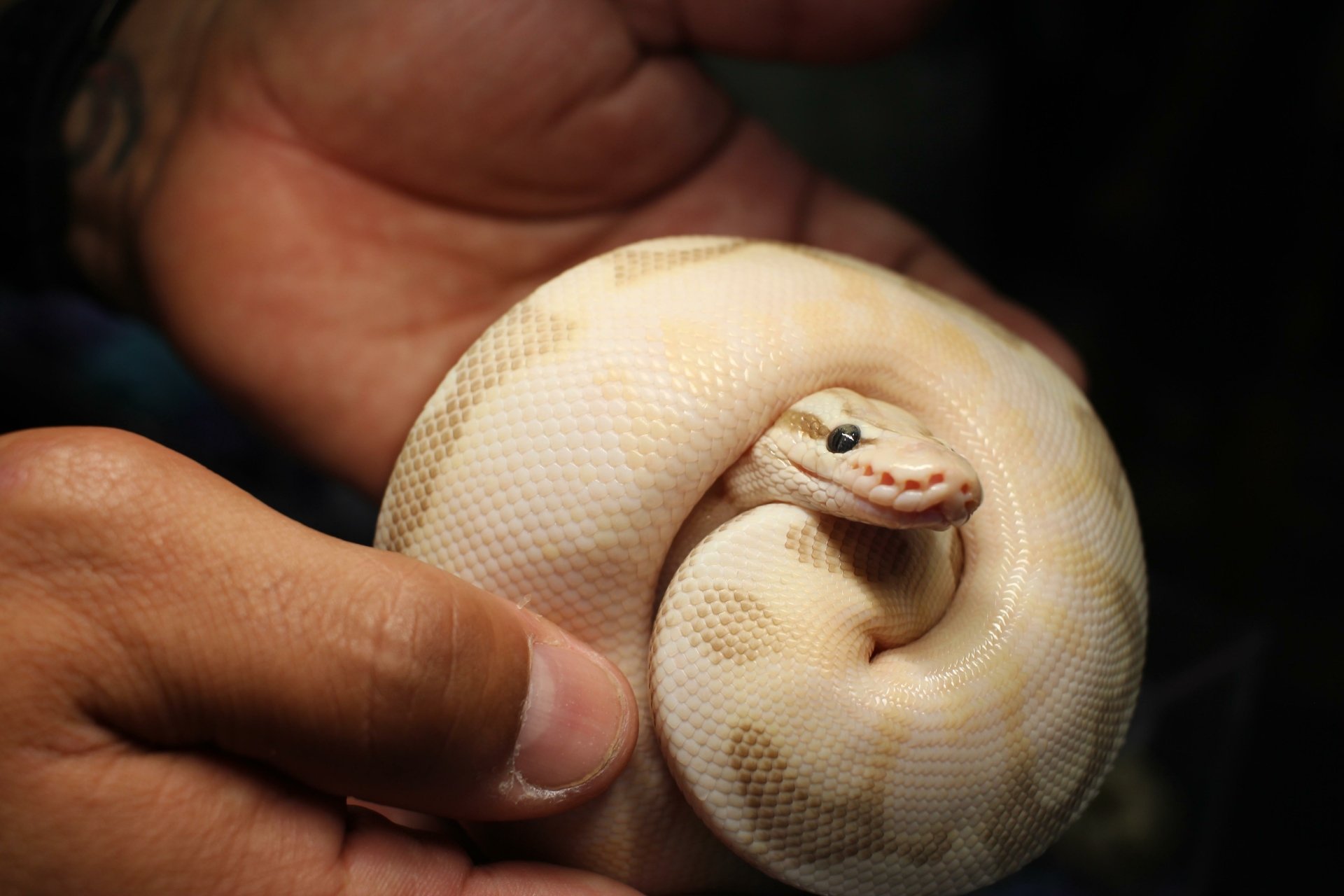 Download Snake Animal Python 4k Ultra HD Wallpaper