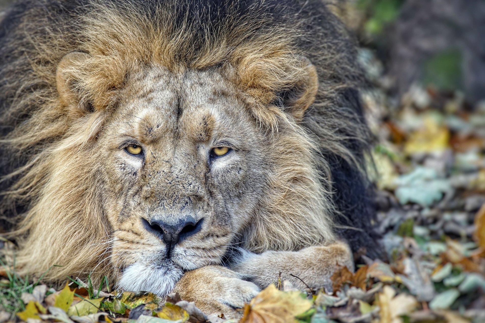Resting lion close-up among fallen leaves — 5K Ultra HD animal PC desktop wallpaper and background.