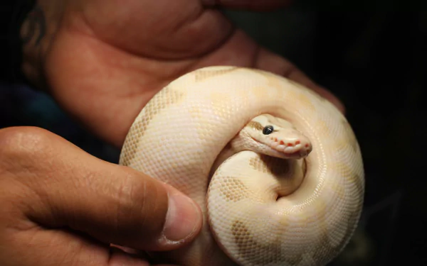 snake Animal python HD Desktop Wallpaper | Background Image