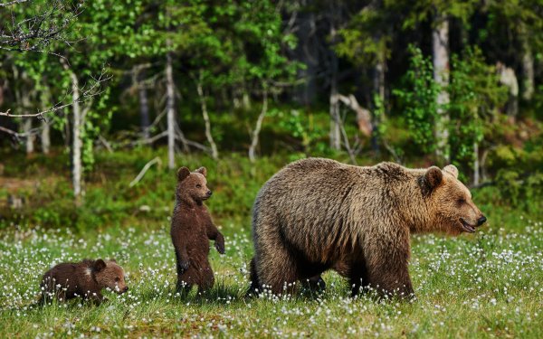 Animal Bear Bears Baby Animal Cub HD Wallpaper | Background Image