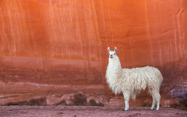 HD desktop wallpaper featuring a white llama standing against a striking red rock canyon wall.