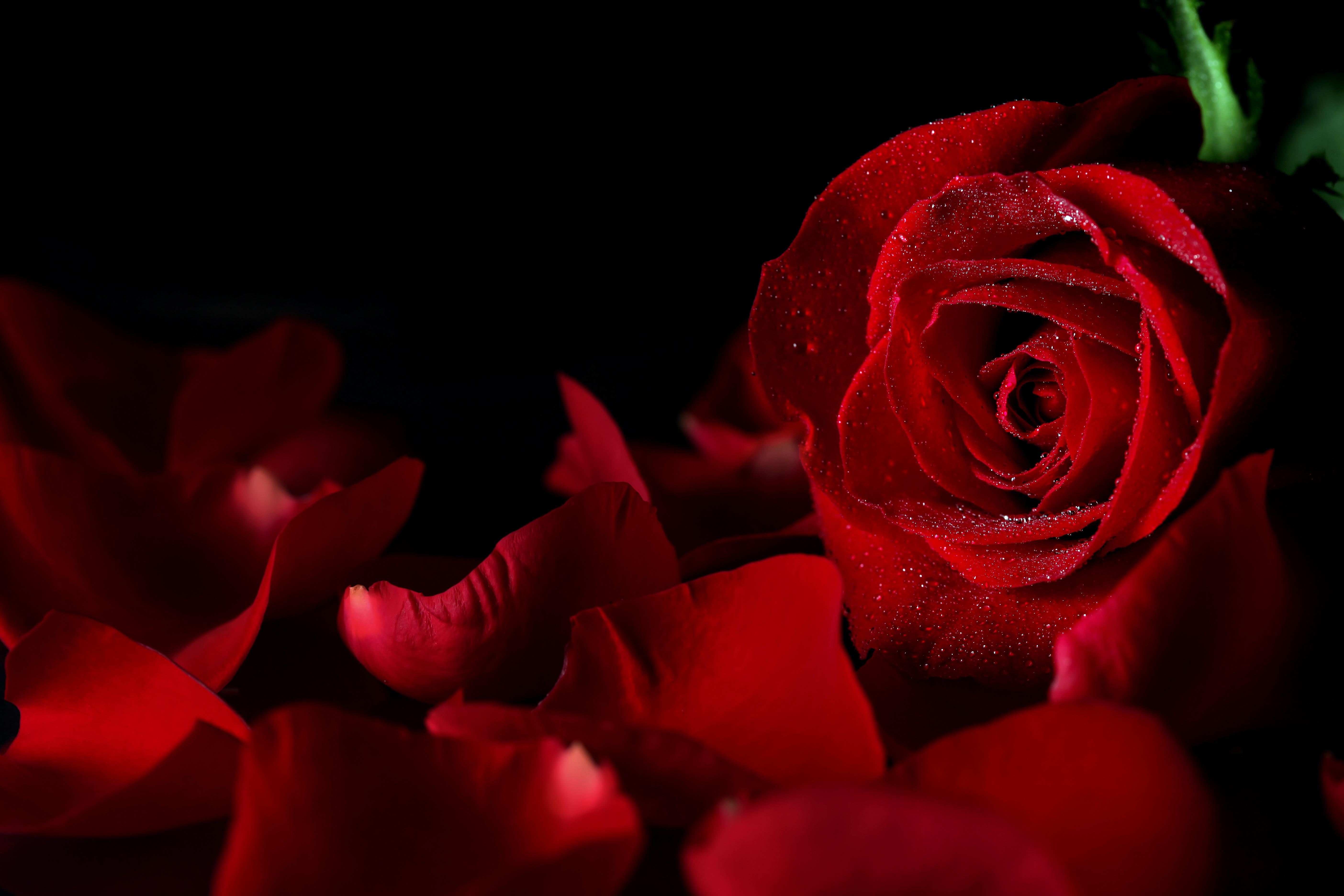 Red Rose 4k Wallpaper