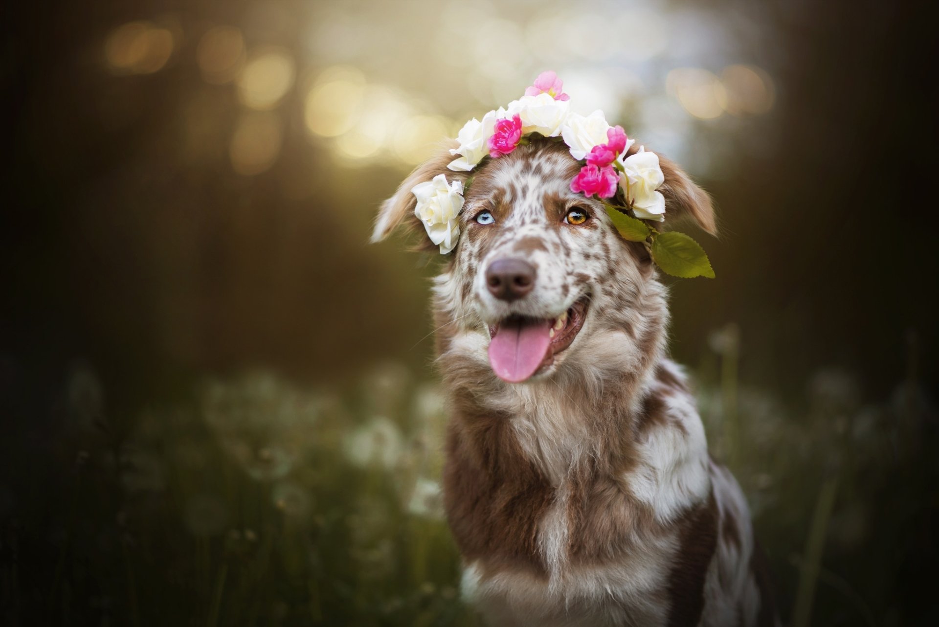 Download Heterochromia Depth Of Field Wreath Dog Animal Australian Shepherd HD Wallpaper by Wolfskuss