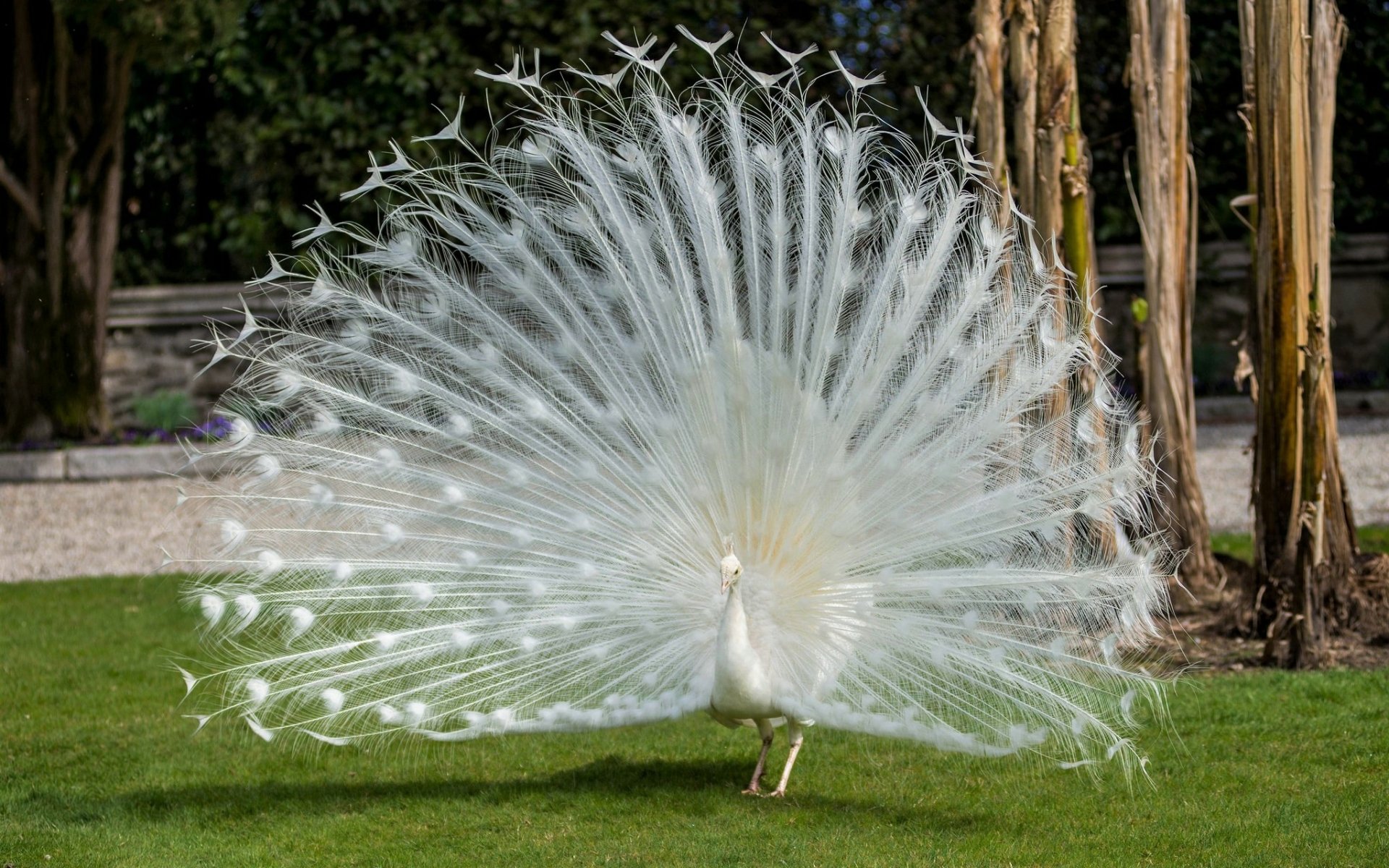 Download Albino White Bird Animal Peacock  HD Wallpaper