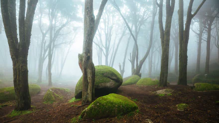 boulder tree forest nature fog HD Desktop Wallpaper | Background Image